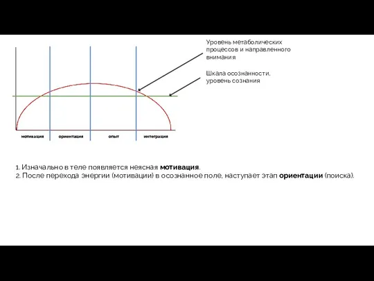 Уровень метаболических процессов и направленного внимания мотивация ориентация опыт интеграция