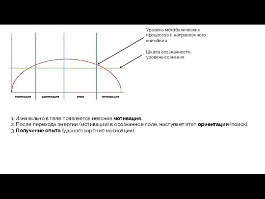 Уровень метаболических процессов и направленного внимания мотивация ориентация опыт интеграция