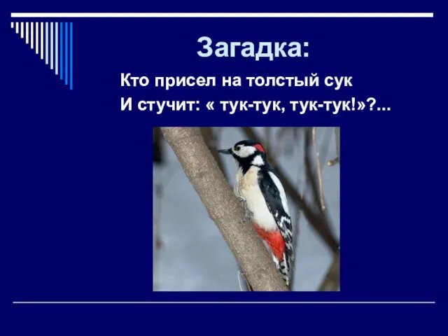 Загадка: Кто присел на толстый сук И стучит: « тук-тук, тук-тук!»?...