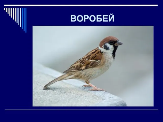 ВОРОБЕЙ