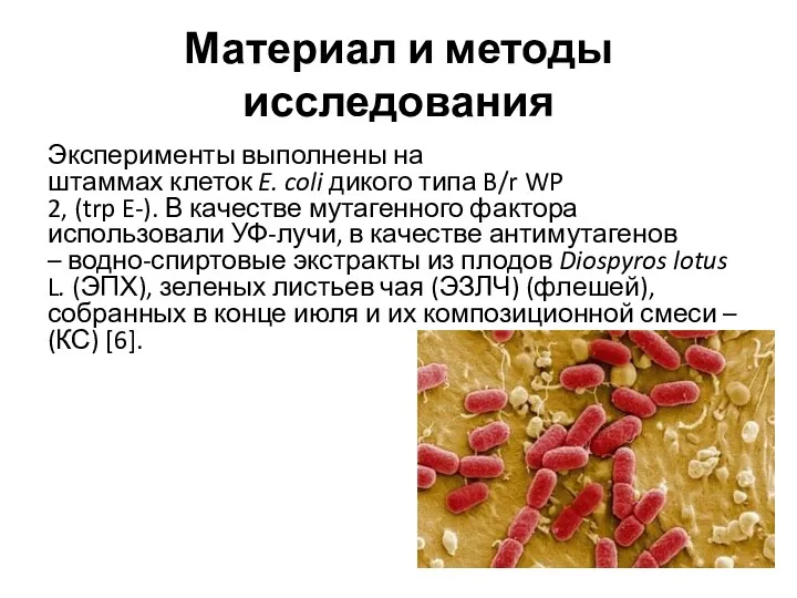 Материал и методы исследования Эксперименты выполнены на штаммах клеток E. coli дикого типа