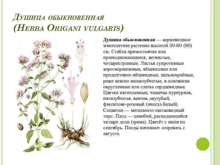 Душица обыкновенная (Herba Origani vulgaris) Душица обыкновенная — корневищное многолетнее растение высотой 30-60