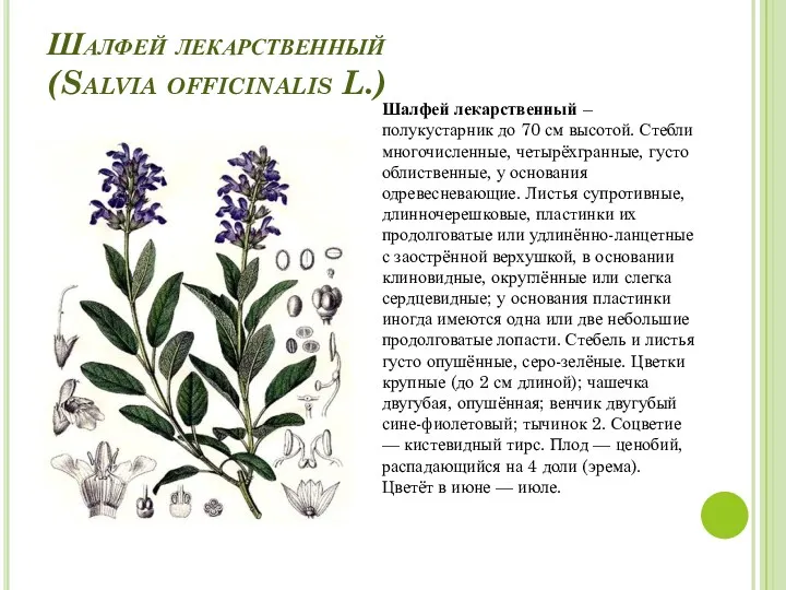 Шалфей лекарственный (Salvia officinalis L.) Шалфей лекарственный – полукустарник до