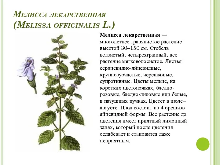 Мелисса лекарственная (Melissa officinalis L.) Мелисса лекарственная — многолетнее травянистое растение высотой 30–150