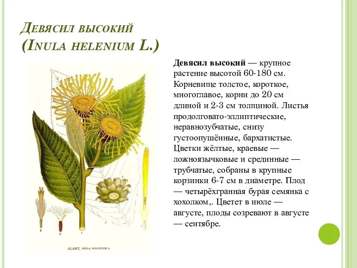 Девясил высокий (Inula helenium L.) Девясил высокий — крупное растение высотой 60-180 см.