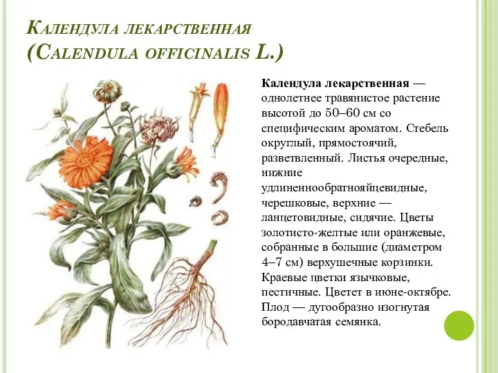 Календула лекарственная (Calendula officinalis L.) Календула лекарственная — однолетнее травянистое растение высотой до