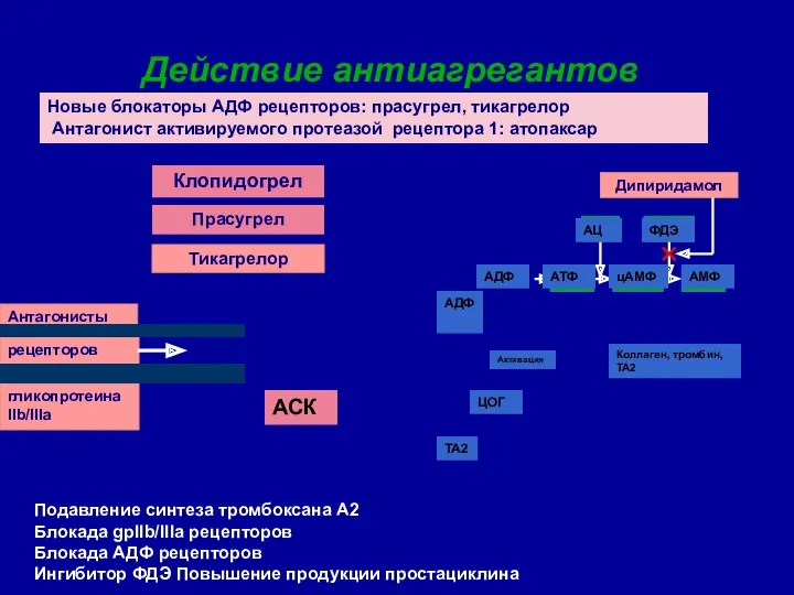 Действие антиагрегантов Антагонисты рецепторов гликопротеина IIb/IIIa Тикагрелор ATP cAMP AMP