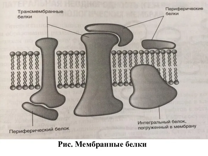 Рис. Мембранные белки