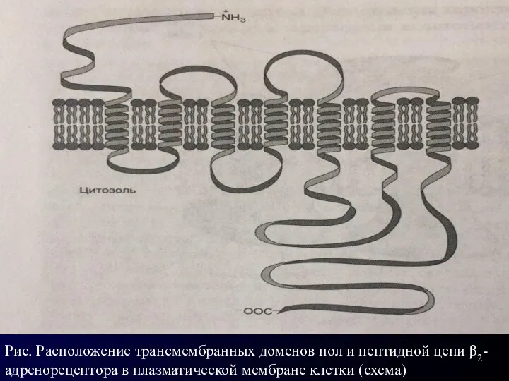 Рис. Расположение трансмембранных доме­нов пол и пептидной це­пи β2-адренорецептора в плазматической мембра­не клетки (схема)