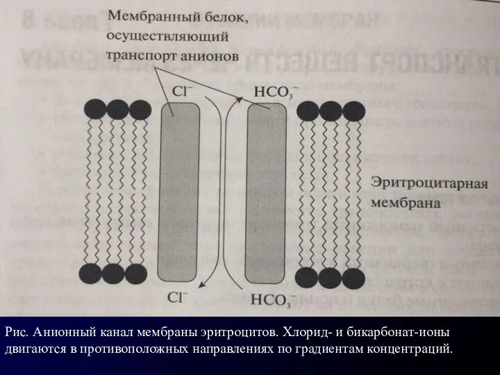 Рис. Анионный канал мембраны эритроцитов. Хлорид- и бикарбонат-ионы двигаются в противоположных направлениях по градиентам концентраций.