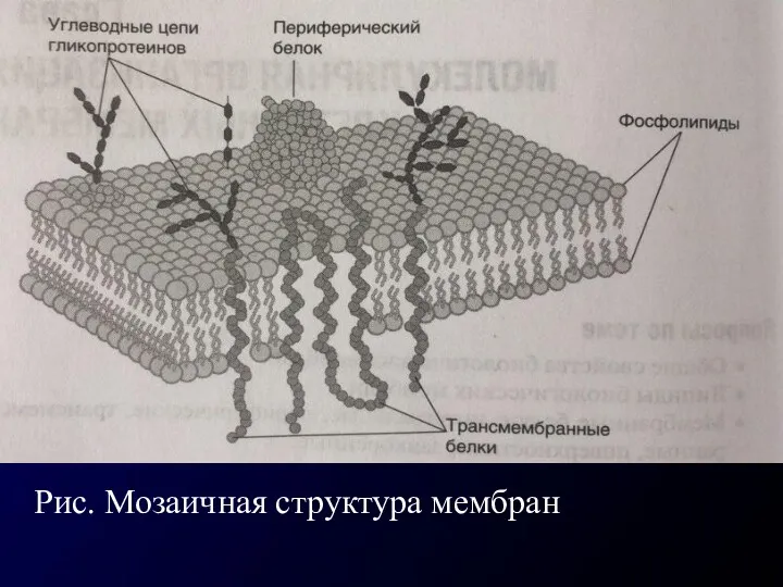 Рис. Мозаичная структура мембран