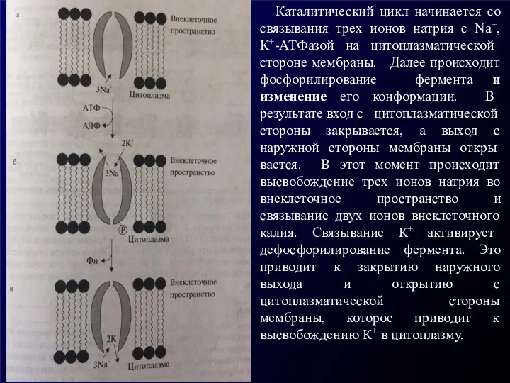 Каталитический цикл начинается со связывания трех ионов натрия с Na+,К+-АТФазой