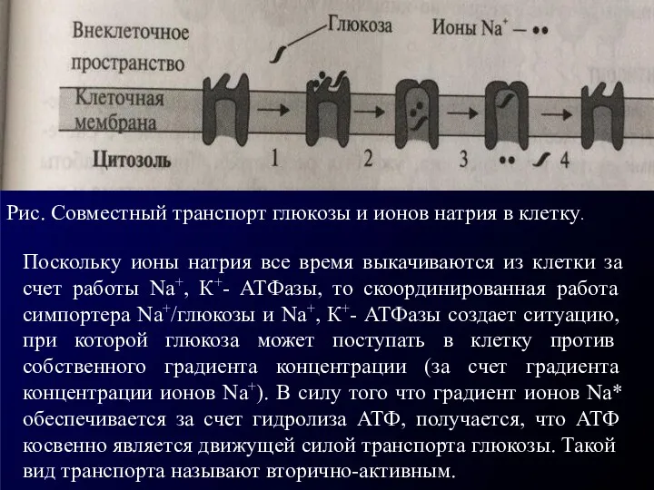 Рис. Совместный транспорт глюкозы и ионов натрия в клетку. Поскольку