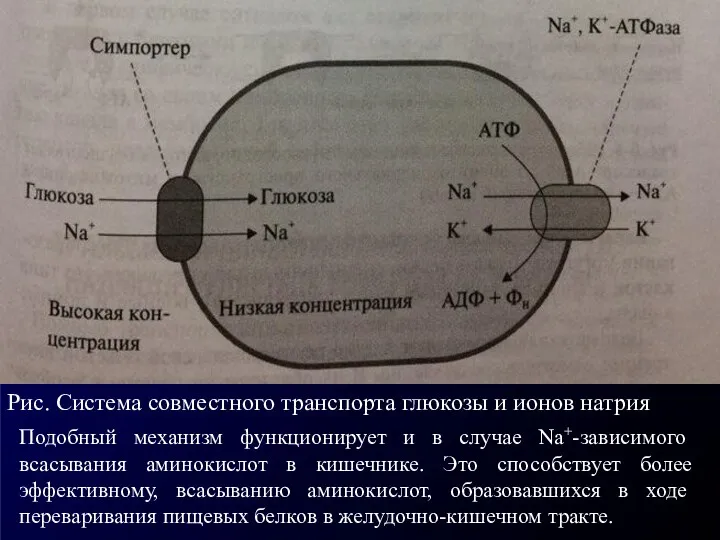 Рис. Система совместного транспорта глюкозы и ионов натрия Подобный механизм