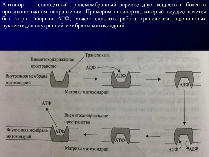 Антипорт — совместный трансмембранный перенос двух ве­ществ и более в