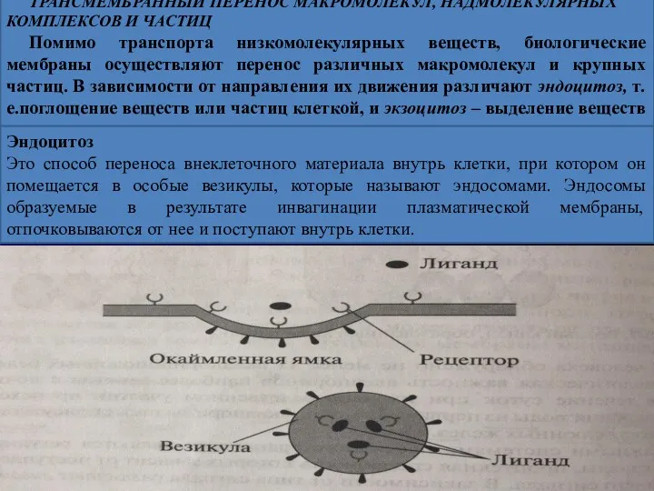 ТРАНСМЕМБРАННЫЙ ПЕРЕНОС МАКРОМОЛЕКУЛ, НАДМОЛЕКУЛЯРНЫХ КОМПЛЕКСОВ И ЧАСТИЦ Помимо транспорта низкомолекулярных