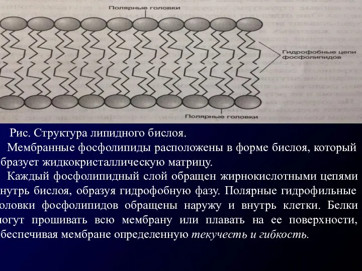 Рис. Структура липидного бислоя. Мембранные фосфолипиды расположены в форме бислоя,