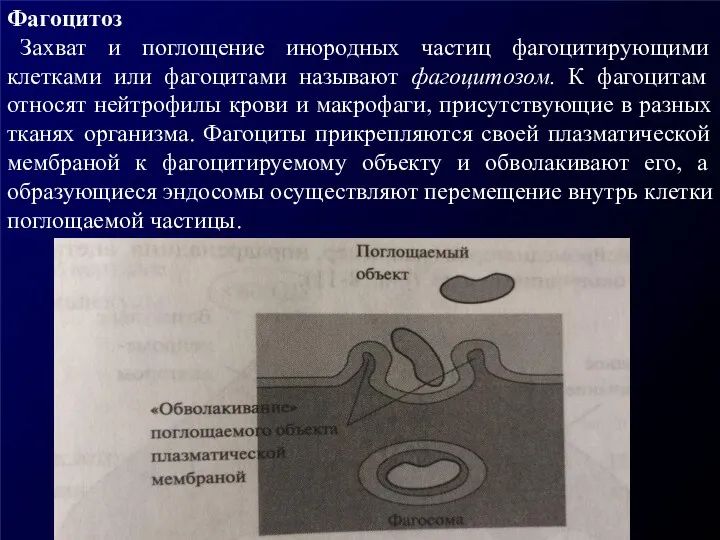 Фагоцитоз Захват и поглощение инородных частиц фагоцитирующими клетками или фагоцитами