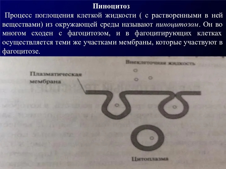 Пиноцитоз Процесс поглощения клеткой жидкости ( с растворенными в ней