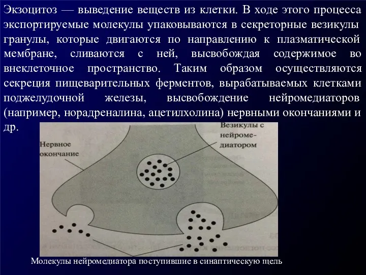 Экзоцитоз — выведение веществ из клетки. В ходе этого процесса