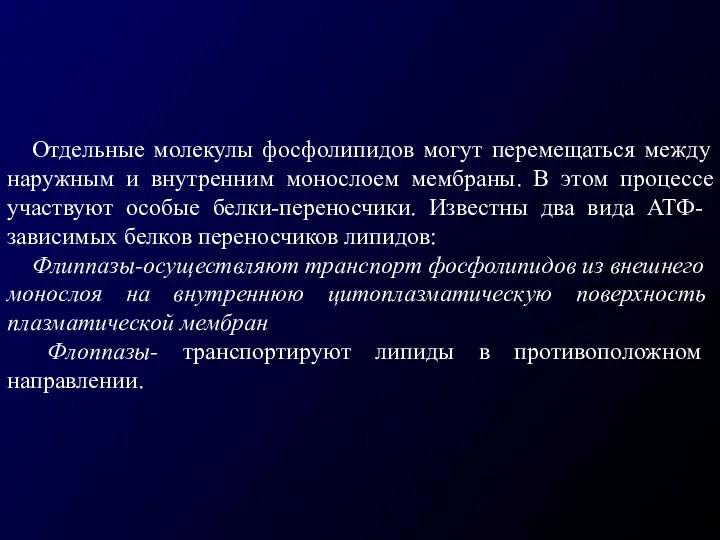 Отдельные молекулы фосфолипидов могут перемещаться между наружным и внутренним монослоем