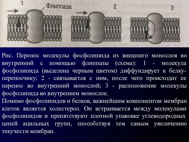 Рис. Перенос молекулы фосфолипида из внешнего монослоя во внутренний с