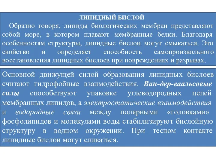 ЛИПИДНЫЙ БИСЛОЙ Образно говоря, липиды биологических мембран представляют собой море,