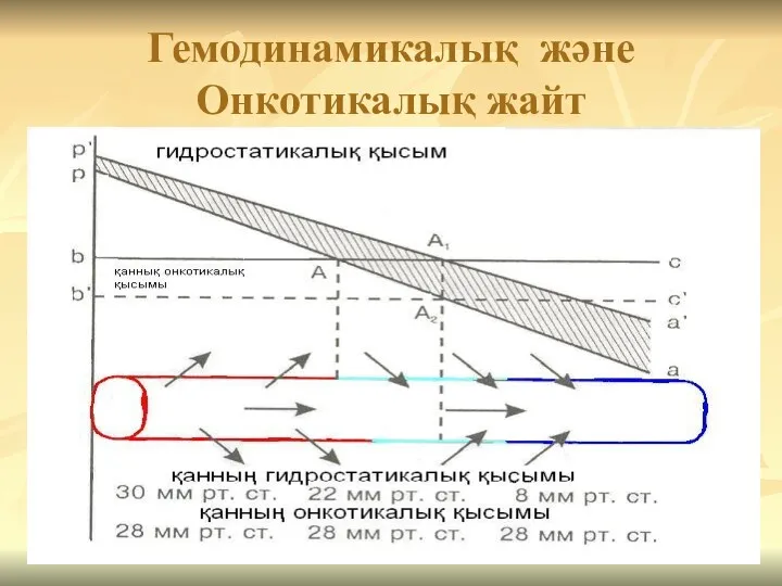 Гемодинамикалық және Онкотикалық жайт