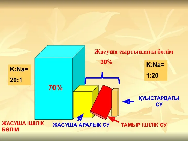 ЖАСУША ІШІЛІК БӨЛІМ 70% Жасуша сыртындағы бөлім 30% ЖАСУША АРАЛЫҚ