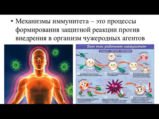 Механизмы иммунитета – это процессы формирования защитной реакции против внедрения в организм чужеродных агентов