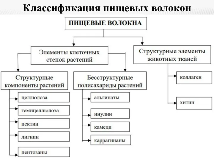 Классификация пищевых волокон