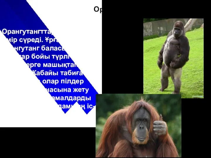 Орангутангттар бірлесіп өмір сүреді. Ұрғашы орангутанг баласын жылдар бойы түрлі