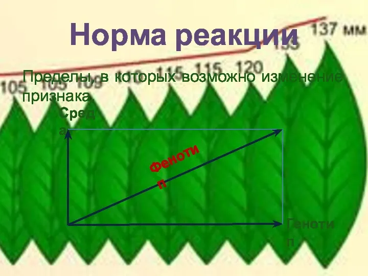 Норма реакции Пределы, в которых возможно изменение признака. Генотип Среда Фенотип