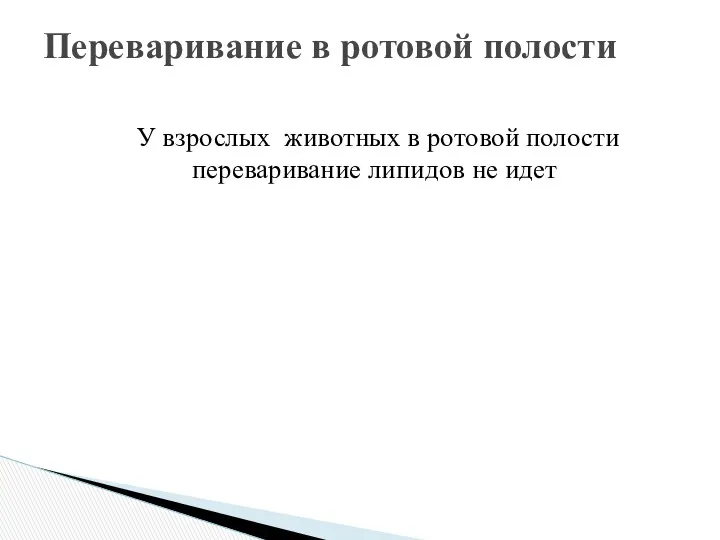 У взрослых животных в ротовой полости переваривание липидов не идет Переваривание в ротовой полости