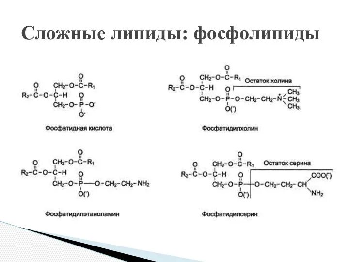 Сложные липиды: фосфолипиды