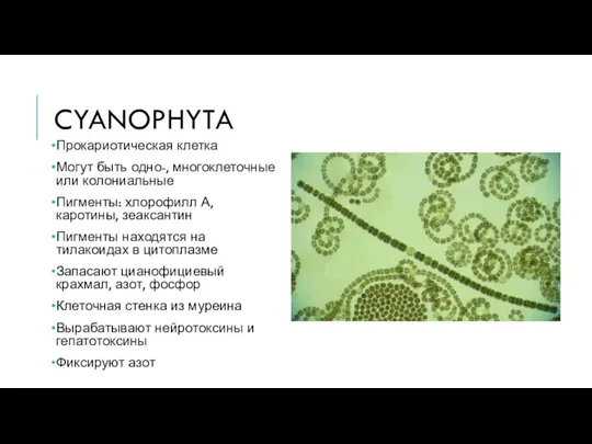 CYANOPHYTA Прокариотическая клетка Могут быть одно-, многоклеточные или колониальные Пигменты: