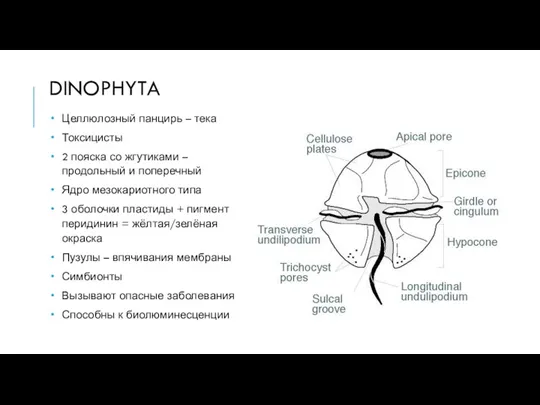 DINOPHYTA Целлюлозный панцирь – тека Токсицисты 2 пояска со жгутиками