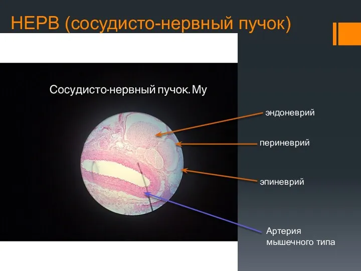 НЕРВ (сосудисто-нервный пучок) эндоневрий периневрий эпиневрий Артерия мышечного типа