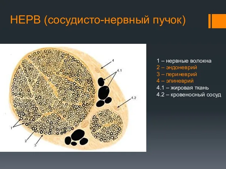 1 – нервные волокна 2 – эндоневрий 3 – периневрий