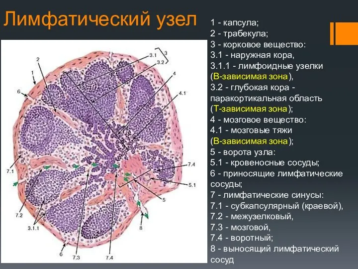 Лимфатический узел 1 - капсула; 2 - трабекула; 3 -