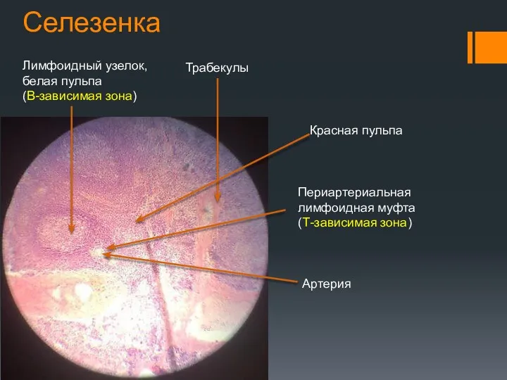 Селезенка Лимфоидный узелок, белая пульпа (В-зависимая зона) Трабекулы Артерия Периартериальная лимфоидная муфта (Т-зависимая зона) Красная пульпа