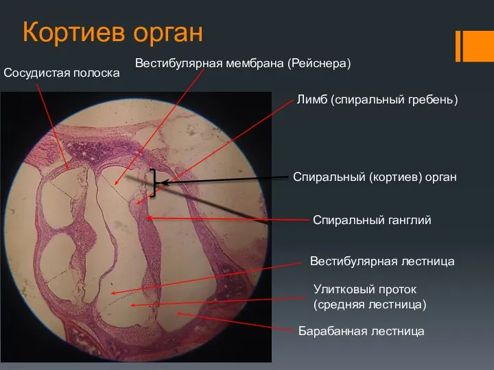 Кортиев орган Лимб (спиральный гребень) Вестибулярная мембрана (Рейснера) Барабанная лестница Вестибулярная лестница Улитковый