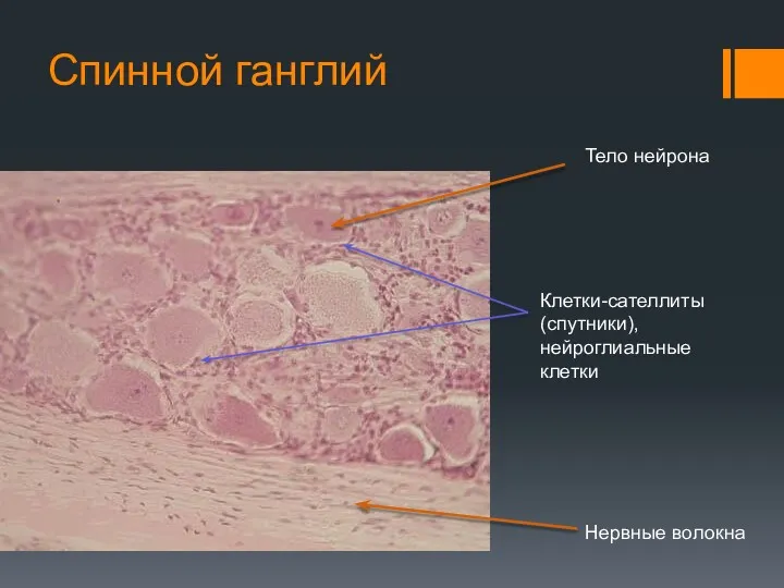 Спинной ганглий Тело нейрона Нервные волокна Клетки-сателлиты (спутники), нейроглиальные клетки