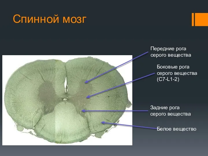 Спинной мозг Передние рога серого вещества Боковые рога серого вещества (C7-L1-2) Задние рога