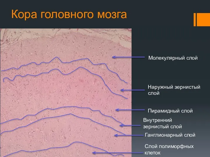 Кора головного мозга Молекулярный слой Наружный зернистый слой Пирамидный слой Внутренний зернистый слой