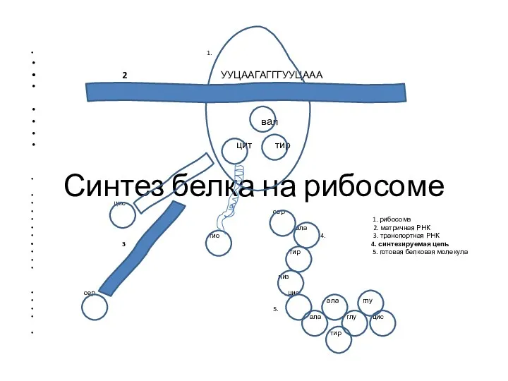 Синтез белка на рибосоме 1. 2 УУЦААГАГГГУУЦААА вал цит тир