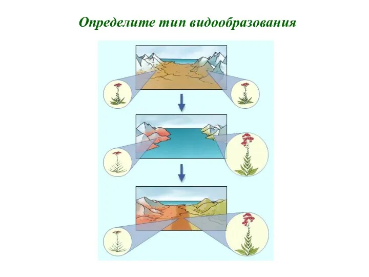 Определите тип видообразования