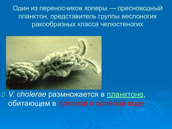 Один из переносчиков холеры — пресноводный планктон, представитель группы веслоногих