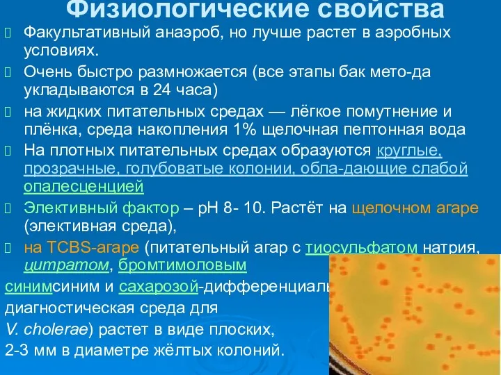 Физиологические свойства Факультативный анаэроб, но лучше растет в аэробных условиях.