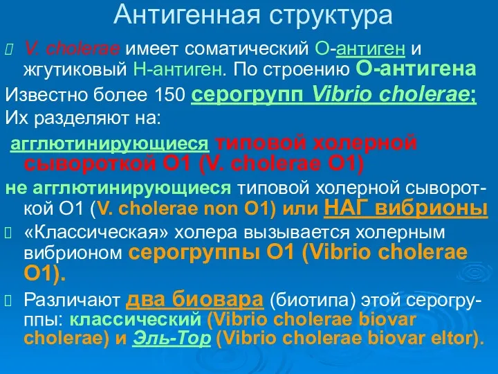 Антигенная структура V. cholerae имеет соматический О-антиген и жгутиковый H-антиген.